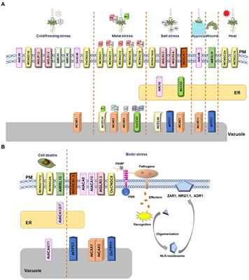 Calcium channels and transporters: Roles in response to biotic and abiotic stresses
